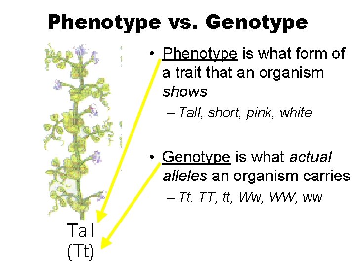 Phenotype vs. Genotype • Phenotype is what form of a trait that an organism