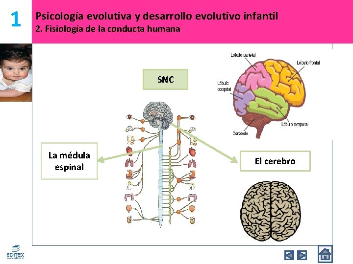 1 Psicología evolutiva y desarrollo evolutivo infantil 2. Fisiología de la conducta humana SNC