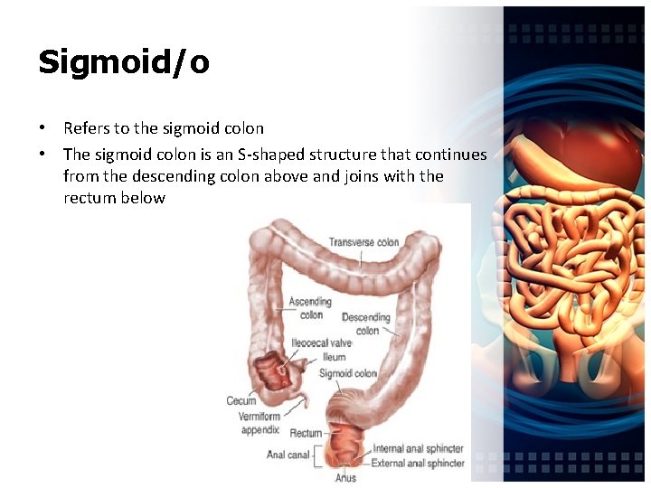 Sigmoid/o • Refers to the sigmoid colon • The sigmoid colon is an S-shaped
