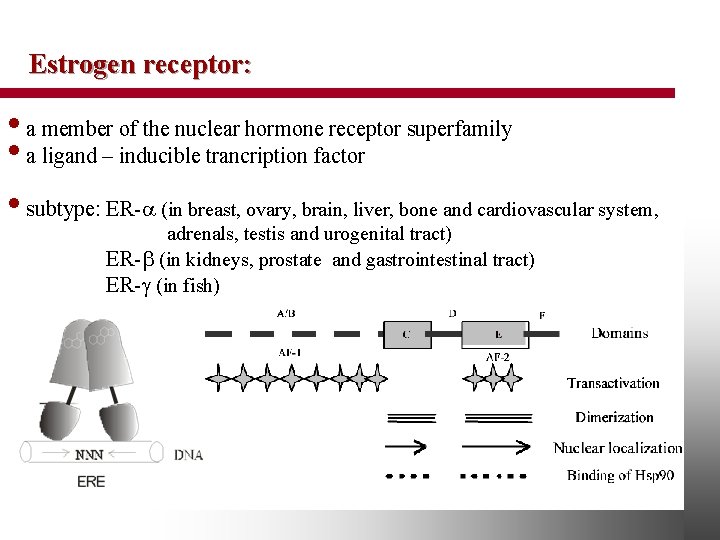 Estrogen receptor: • a member of the nuclear hormone receptor superfamily • a ligand