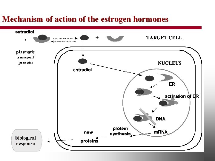 Mechanism of action of the estrogen hormones 