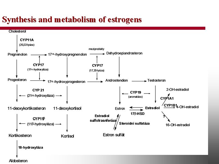 Synthesis and metabolism of estrogens 