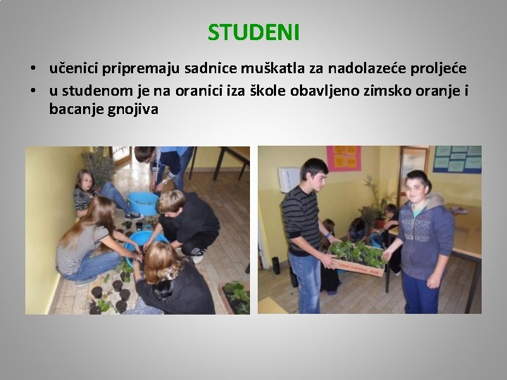 STUDENI • učenici pripremaju sadnice muškatla za nadolazeće proljeće • u studenom je na