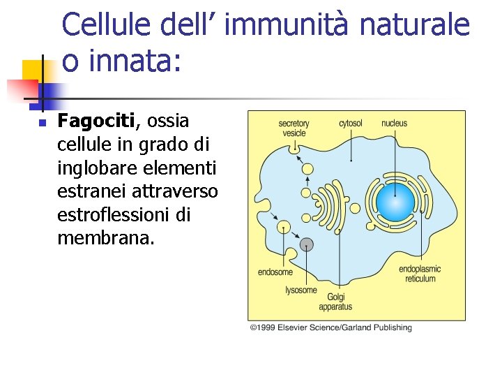 Cellule dell’ immunità naturale o innata: n Fagociti, ossia cellule in grado di inglobare Cellule dell’ immunità naturale o innata: n Fagociti, ossia cellule in grado di inglobare