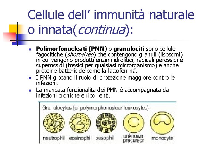 Cellule dell’ immunità naturale o innata(continua): n n n Polimorfonucleati (PMN) o granulociti sono