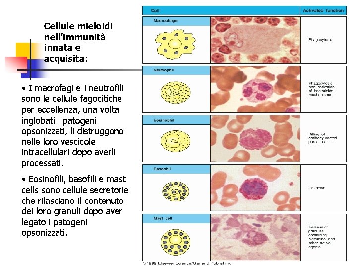 Cellule mieloidi nell’immunità innata e acquisita: • I macrofagi e i neutrofili sono le
