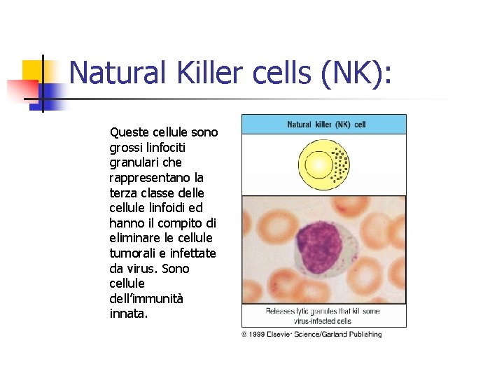 Natural Killer cells (NK): Queste cellule sono grossi linfociti granulari che rappresentano la terza