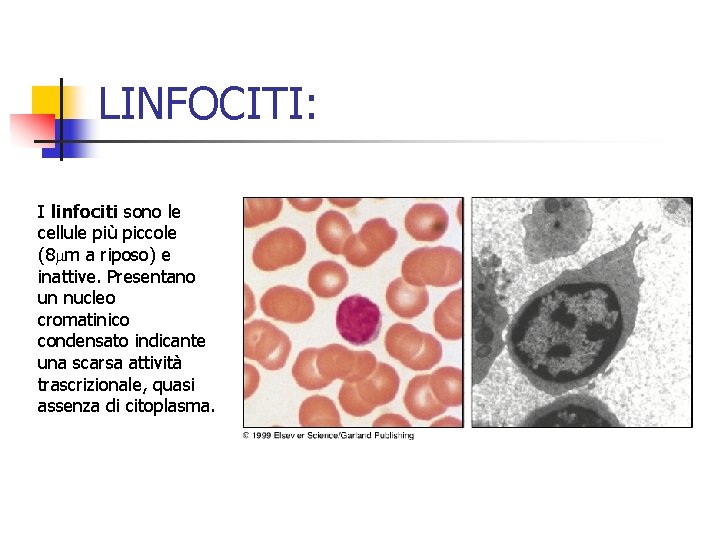 LINFOCITI: I linfociti sono le cellule più piccole (8 mm a riposo) e inattive.