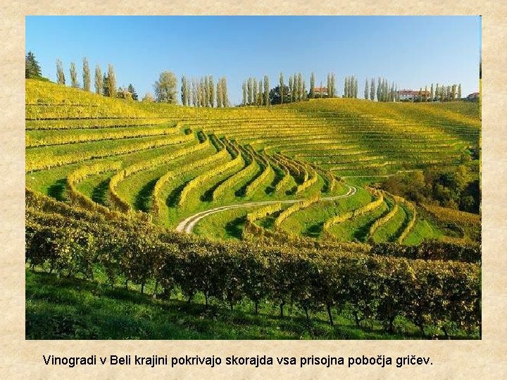 Vinogradi v Beli krajini pokrivajo skorajda vsa prisojna pobočja gričev. 