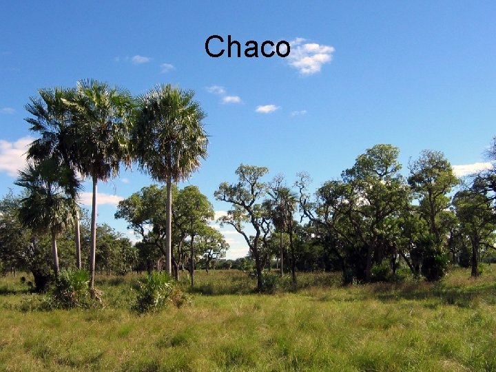 Chaco 