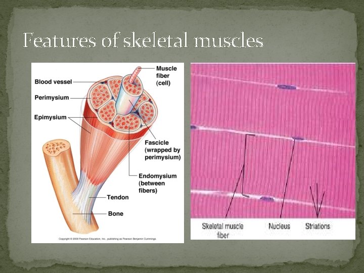 Features of skeletal muscles 