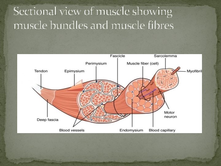 Sectional view of muscle showing muscle bundles and muscle fibres 