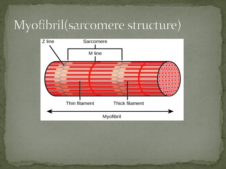 Myofibril(sarcomere structure) 