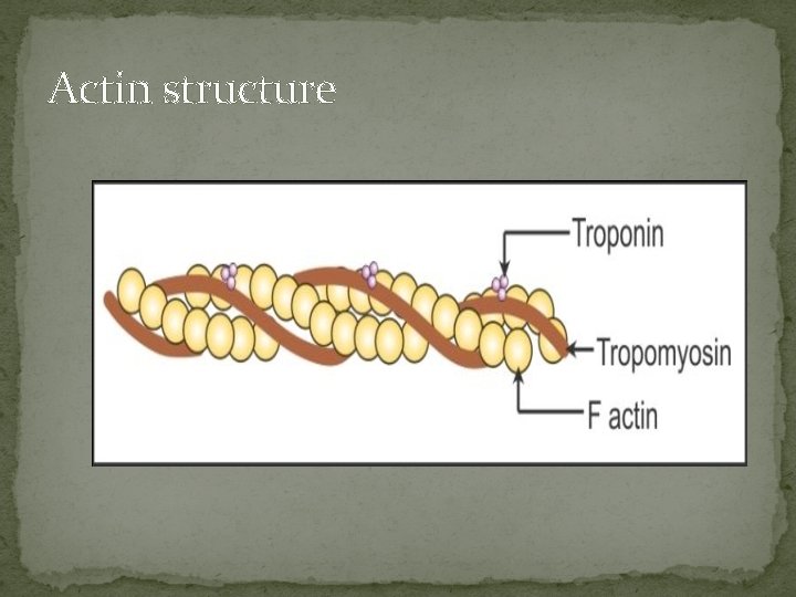 Actin structure 
