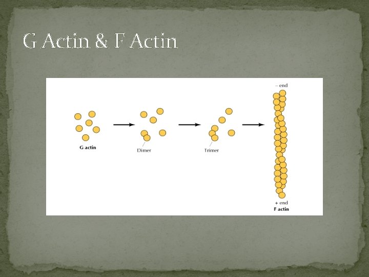 G Actin & F Actin 