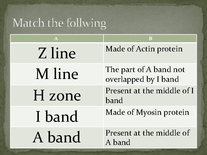 Match the follwing A Z line M line H zone I band A band