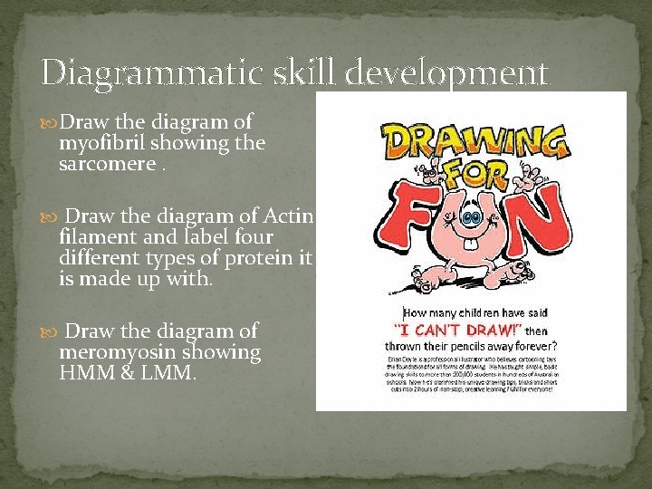 Diagrammatic skill development Draw the diagram of myofibril showing the sarcomere. Draw the diagram