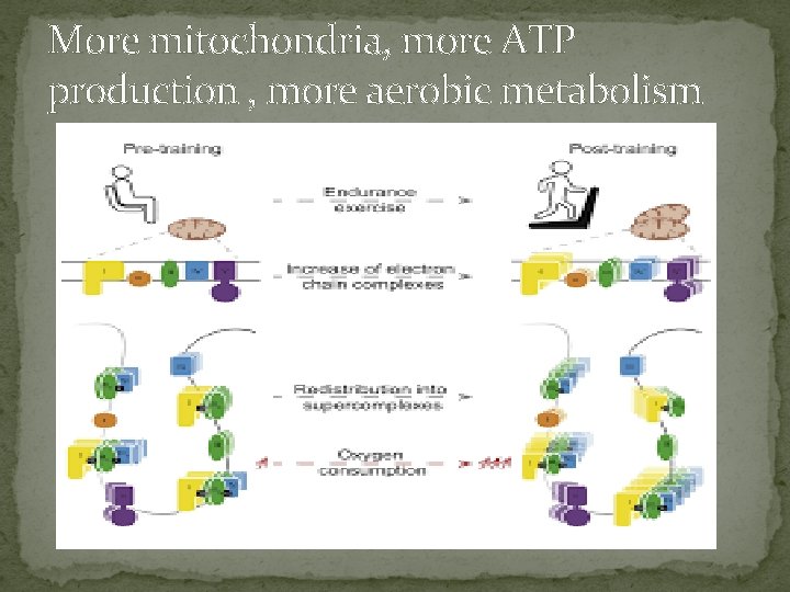 More mitochondria, more ATP production , more aerobic metabolism 