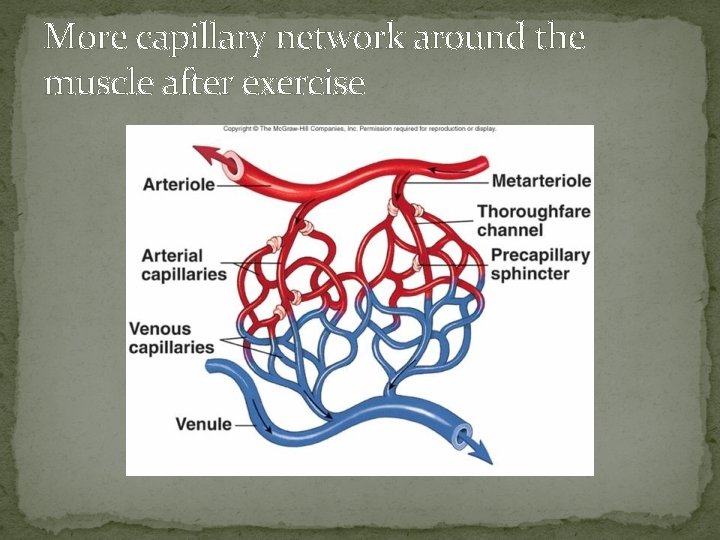 More capillary network around the muscle after exercise 