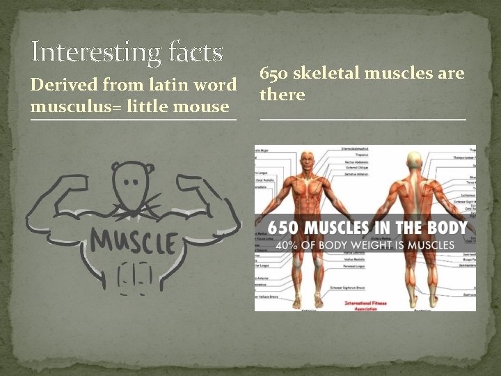 Interesting facts Derived from latin word musculus= little mouse 650 skeletal muscles are there
