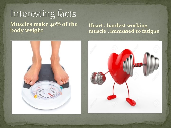 Interesting facts Muscles make 40% of the body weight Heart : hardest working muscle