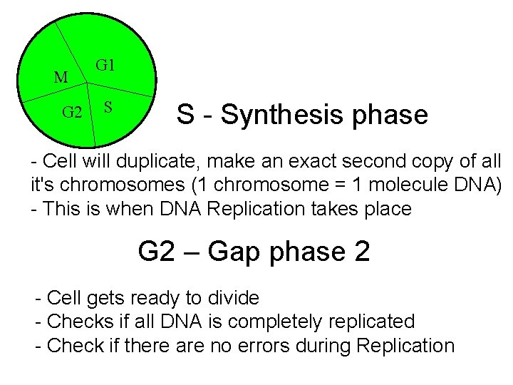 M G 2 G 1 S S - Synthesis phase - Cell will duplicate,