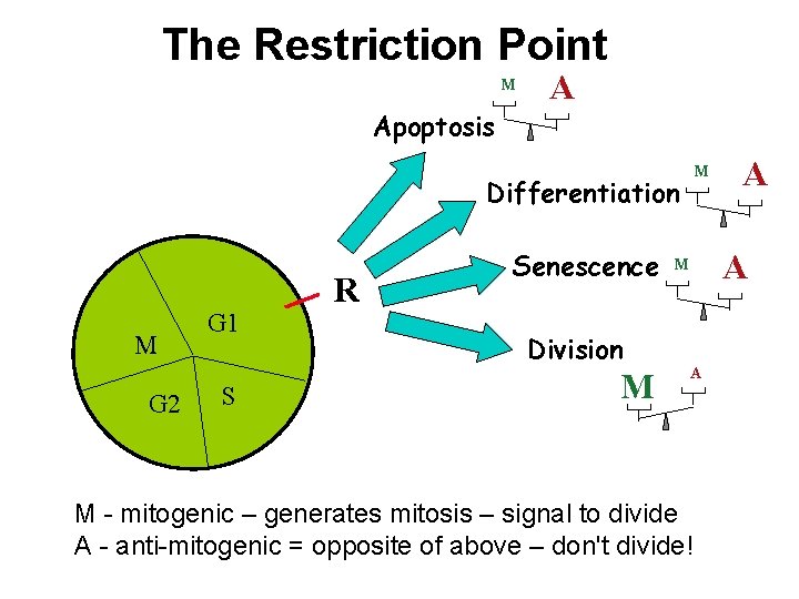 The Restriction Point M A Apoptosis M Differentiation M G 2 G 1 S