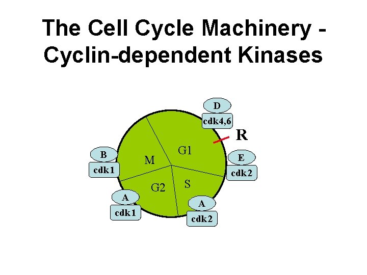 The Cell Cycle Machinery Cyclin-dependent Kinases D cdk 4, 6 B M cdk 1