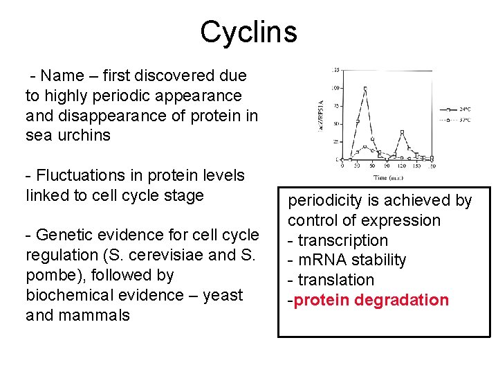 Cyclins - Name – first discovered due to highly periodic appearance and disappearance of