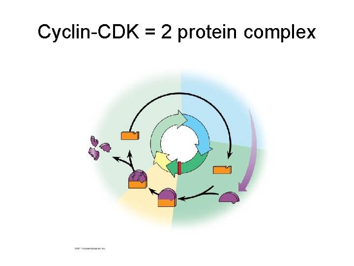 Cyclin-CDK = 2 protein complex 