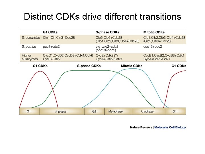 Distinct CDKs drive different transitions 