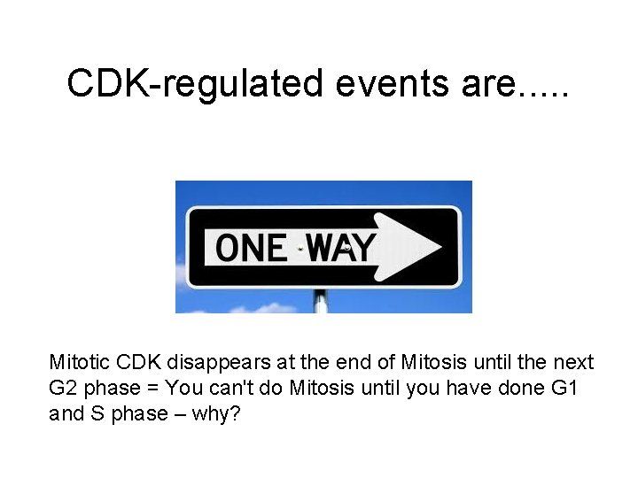 CDK-regulated events are. . . Mitotic CDK disappears at the end of Mitosis until