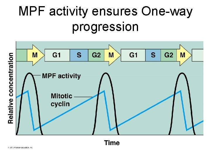 MPF activity ensures One-way progression 