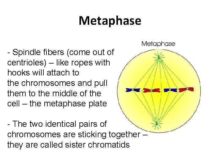 Metaphase - Spindle fibers (come out of centrioles) – like ropes with hooks will