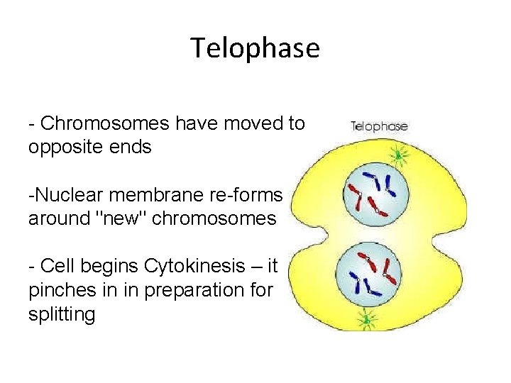 Telophase - Chromosomes have moved to opposite ends -Nuclear membrane re-forms around "new" chromosomes