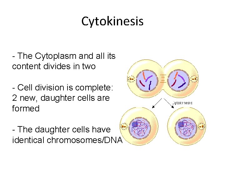 Cytokinesis - The Cytoplasm and all its content divides in two - Cell division