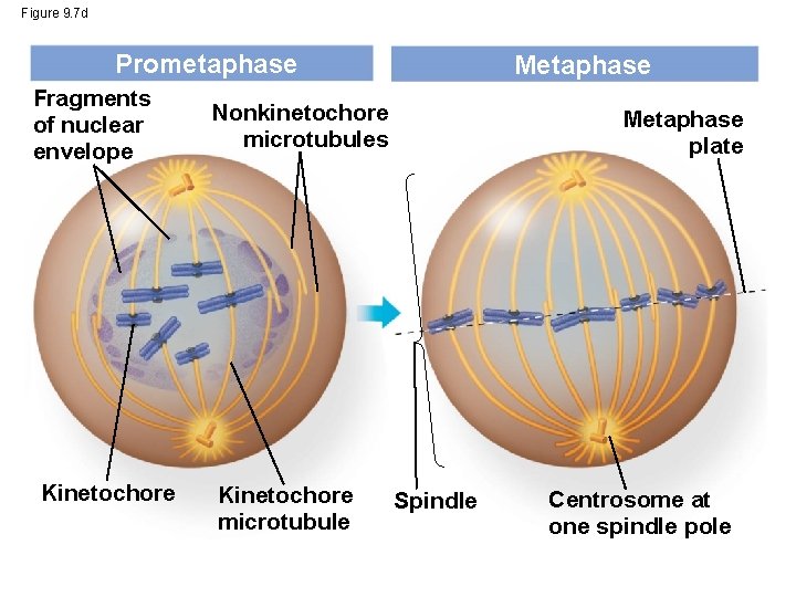 Figure 9. 7 d Prometaphase Fragments of nuclear envelope Kinetochore Metaphase Nonkinetochore microtubules Kinetochore