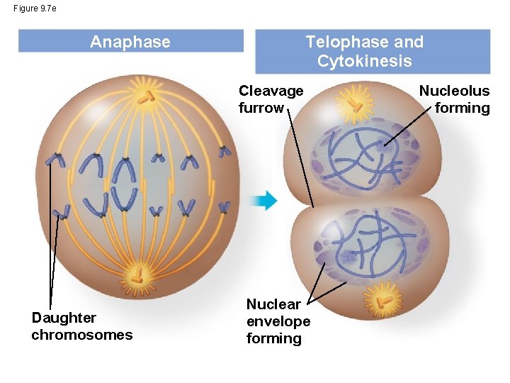Figure 9. 7 e Telophase and Cytokinesis Anaphase Cleavage furrow Daughter chromosomes Nuclear envelope
