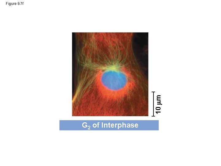 10 m Figure 9. 7 f G 2 of Interphase 