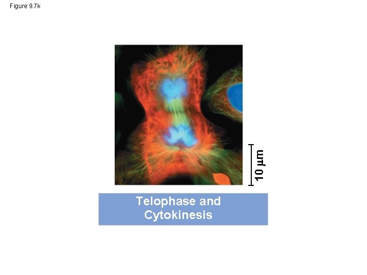 10 m Figure 9. 7 k Telophase and Cytokinesis 
