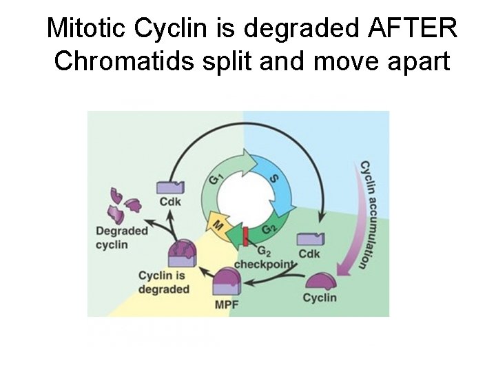 Mitotic Cyclin is degraded AFTER Chromatids split and move apart 