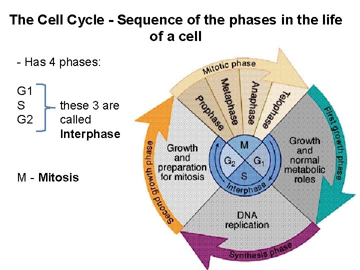 The Cell Cycle - Sequence of the phases in the life of a cell