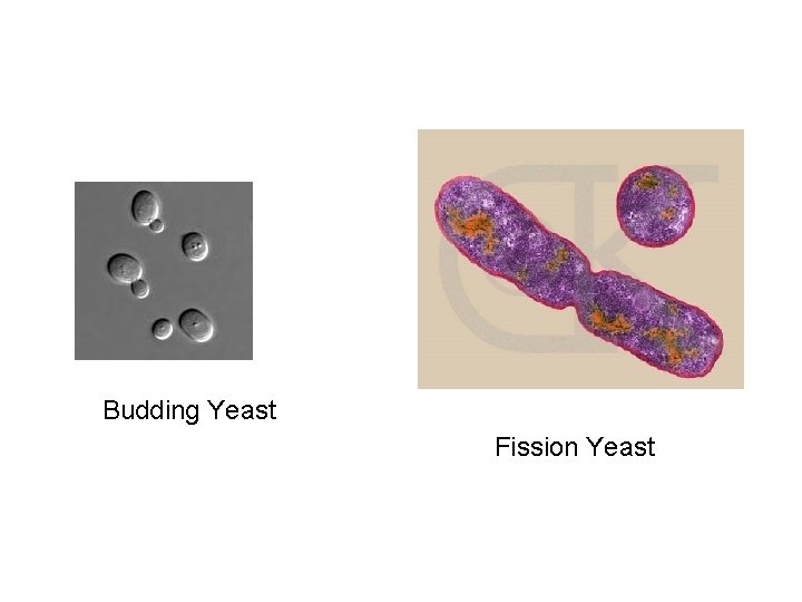 Budding Yeast Fission Yeast 