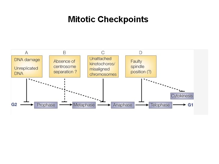 Mitotic Checkpoints 