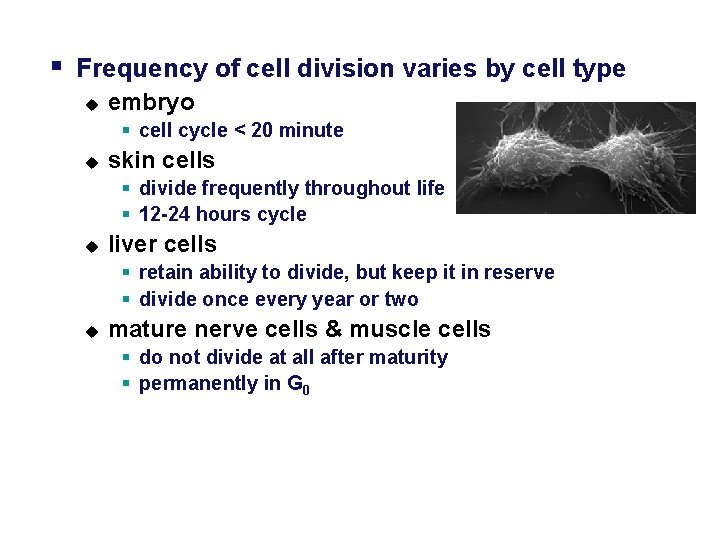 § Frequency of cell division varies by cell type u embryo § cell cycle