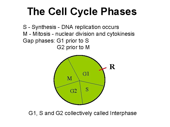 The Cell Cycle Phases S - Synthesis - DNA replication occurs M - Mitosis
