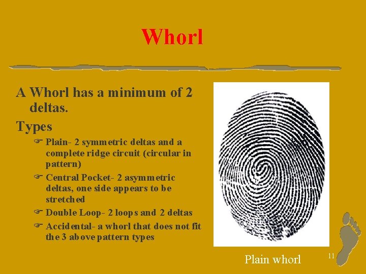 Whorl A Whorl has a minimum of 2 deltas. Types F Plain- 2 symmetric