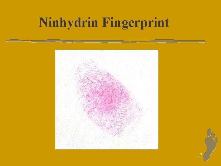 Ninhydrin Fingerprint 17 