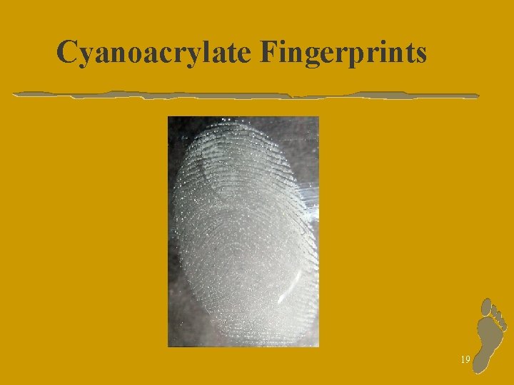 Cyanoacrylate Fingerprints 19 