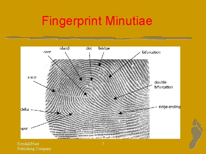 Fingerprint Minutiae Kendall/Hunt Publishing Company 7 